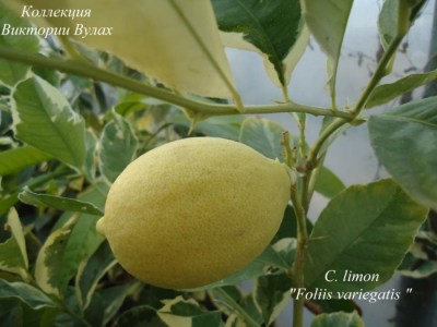C. limon Foliis variegatis